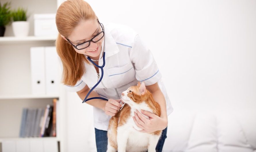 What to Look for in A Vet Clinic