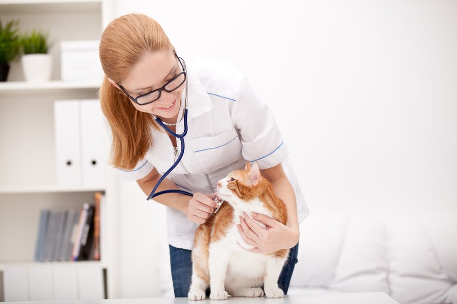 What to Look for in A Vet Clinic