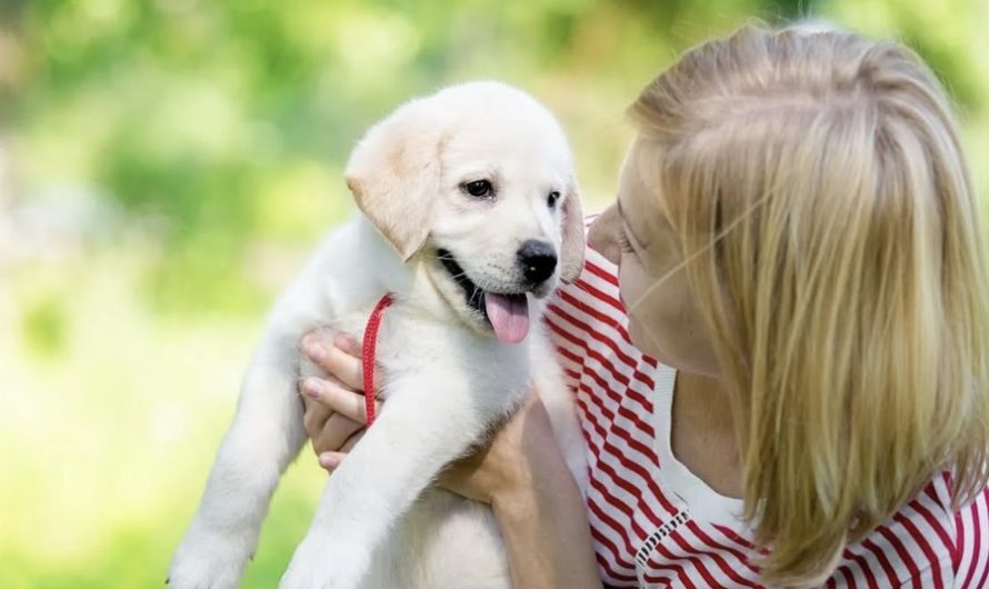 How Canine Rescuers Around the Globe Can Offer the Mother’s Care: A Comprehensive Approach to Puppy Care